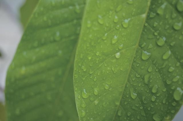 濾光片 同葉片未加CPL濾鏡對(duì)比