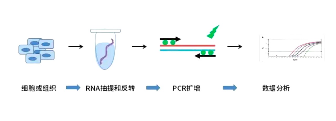 熒光定量PCR實(shí)驗(yàn)過程 熒光定量PCR實(shí)驗(yàn)過程