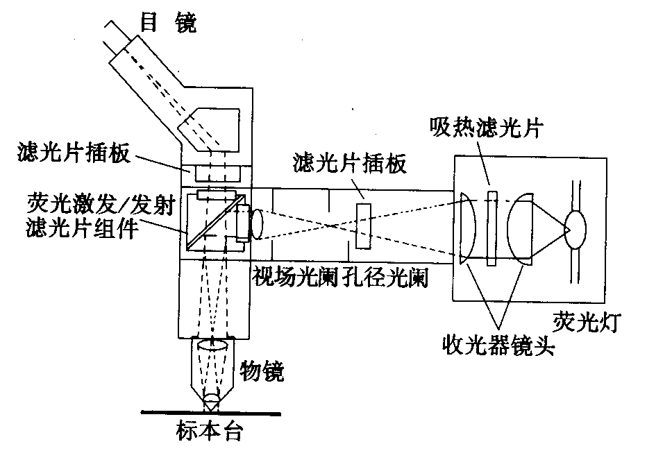 熒光顯微鏡原理圖，激發(fā)濾板和壓制濾色系統(tǒng)