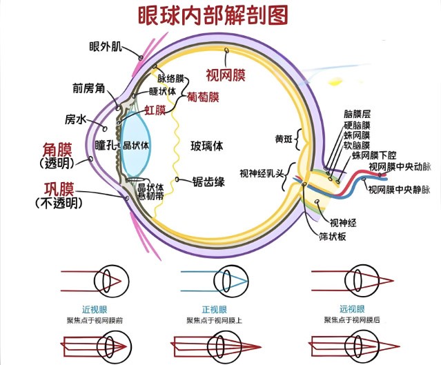 視網(wǎng)膜眼科中不同波長濾光片的應(yīng)用