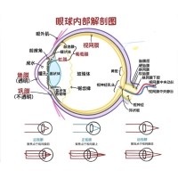 視網(wǎng)膜眼科中不同波長(zhǎng)濾光片的應(yīng)用
